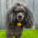 A black poodle wearing an alfresco pup vegan leather dog collar with a camel colour buckle and orange strap
