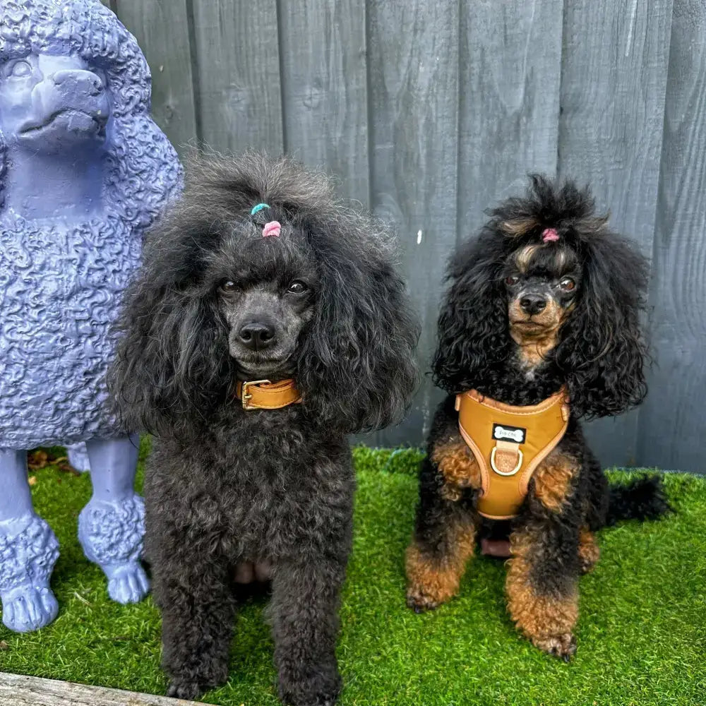 Two black poodles wearing alfresco pup vegan leather dog collars with camel colour buckle and cute accessories