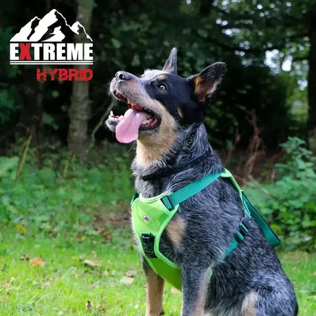 Bright green ancol extreme hybrid harness field green with black adjustable straps and durable buckle for dogs