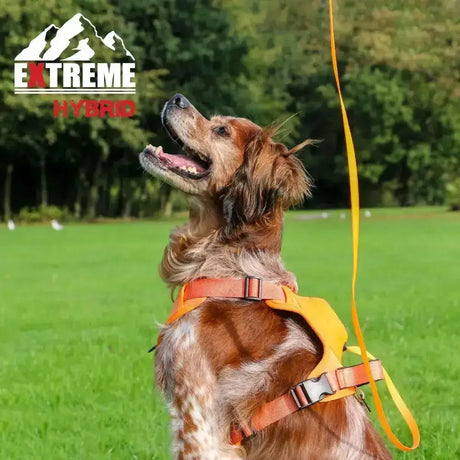 Orange and yellow ancol extreme hybrid harness hazard orange with adjustable straps and matching leash for active dogs