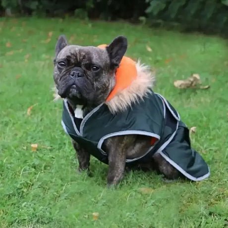 Dark green ancol parka dog coat with bright orange hood lined in fluffy beige fur and light gray trim water-resistant parka design