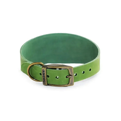 A vibrant green ancol timberwolf hound collar made of top-grain bridle leather with a brass-finished buckle