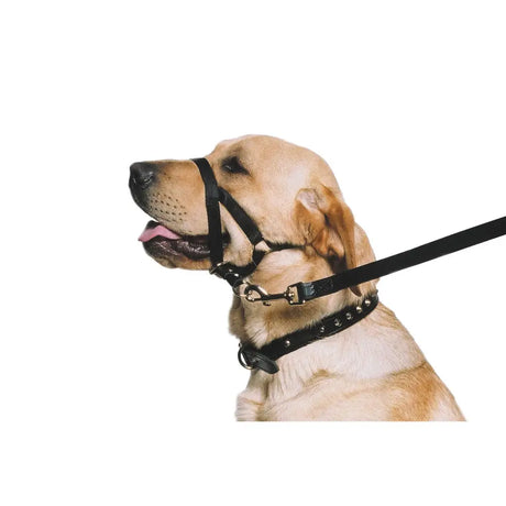 Black leather dog halter with silver studs and metal hardware for enjoyable walks with ancol nylon training halter