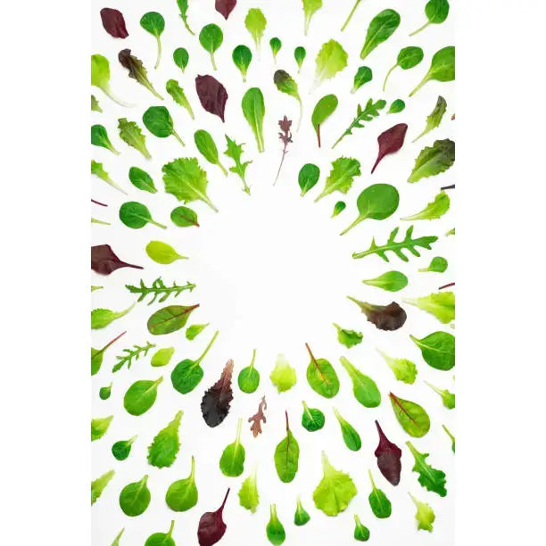 A spiral-bound baby leaf salad box notebook with a white cover featuring green and purple leafy vegetables pattern