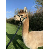 Banbury Headcollar - For Minis, Alpaca, Llama, Sheep Blue XXXS 