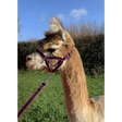 Banbury Headcollar - For Minis, Alpaca, Llama, Sheep Blue XXXS 