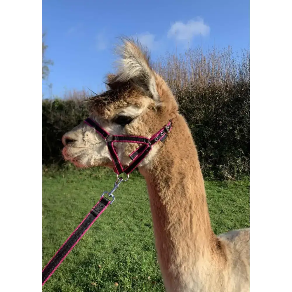 Banbury Headcollar - For Minis, Alpaca, Llama, Sheep Blue XXXS 