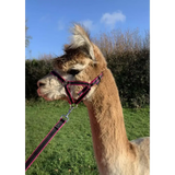 Banbury Headcollar - For Minis, Alpaca, Llama, Sheep Blue XXXS 