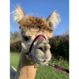Banbury Headcollar - For Minis, Alpaca, Llama, Sheep Blue XXXS 