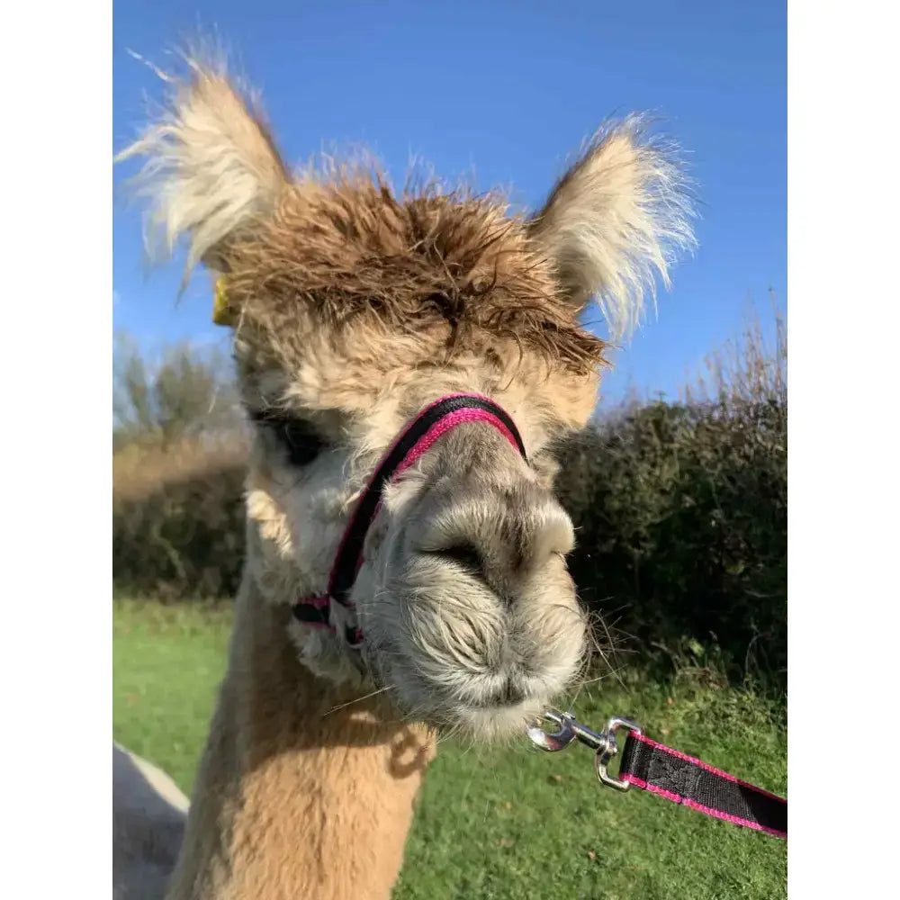 A fluffy light brown alpaca wearing a banbury headcollar with 16mm soft webbing and metal fittings in pink and black