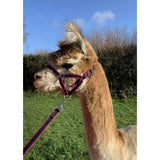 Pink and black banbury headcollar with metal fittings and 16mm soft webbing worn by an alpaca