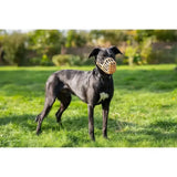 Black dog wearing a tan woven baskerville classic dog muzzle made from recycled polymer for safe biting control