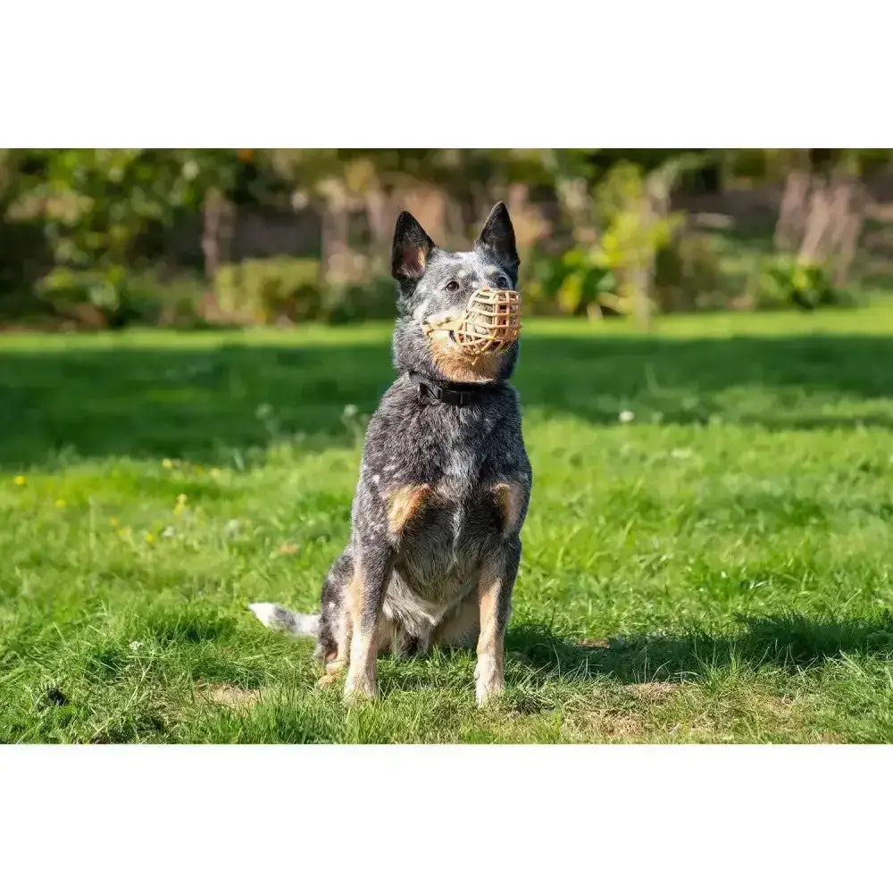 Blue heeler dog wearing a tan baskerville classic dog muzzle made of durable recycled polymer for safe training