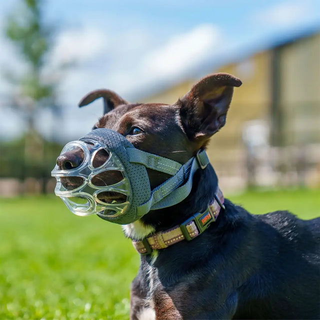 Baskerville invisa basket muzzle a transparent mesh-style traditional muzzle with gray fabric strap and adjustable buckles