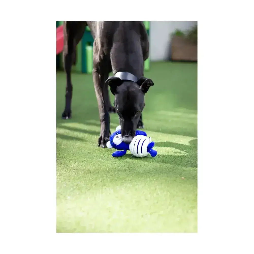 Blue and white battersea rubber belly bear plush toy with striped belly is a multi-textured tough toy to satisfy natural chewing instincts