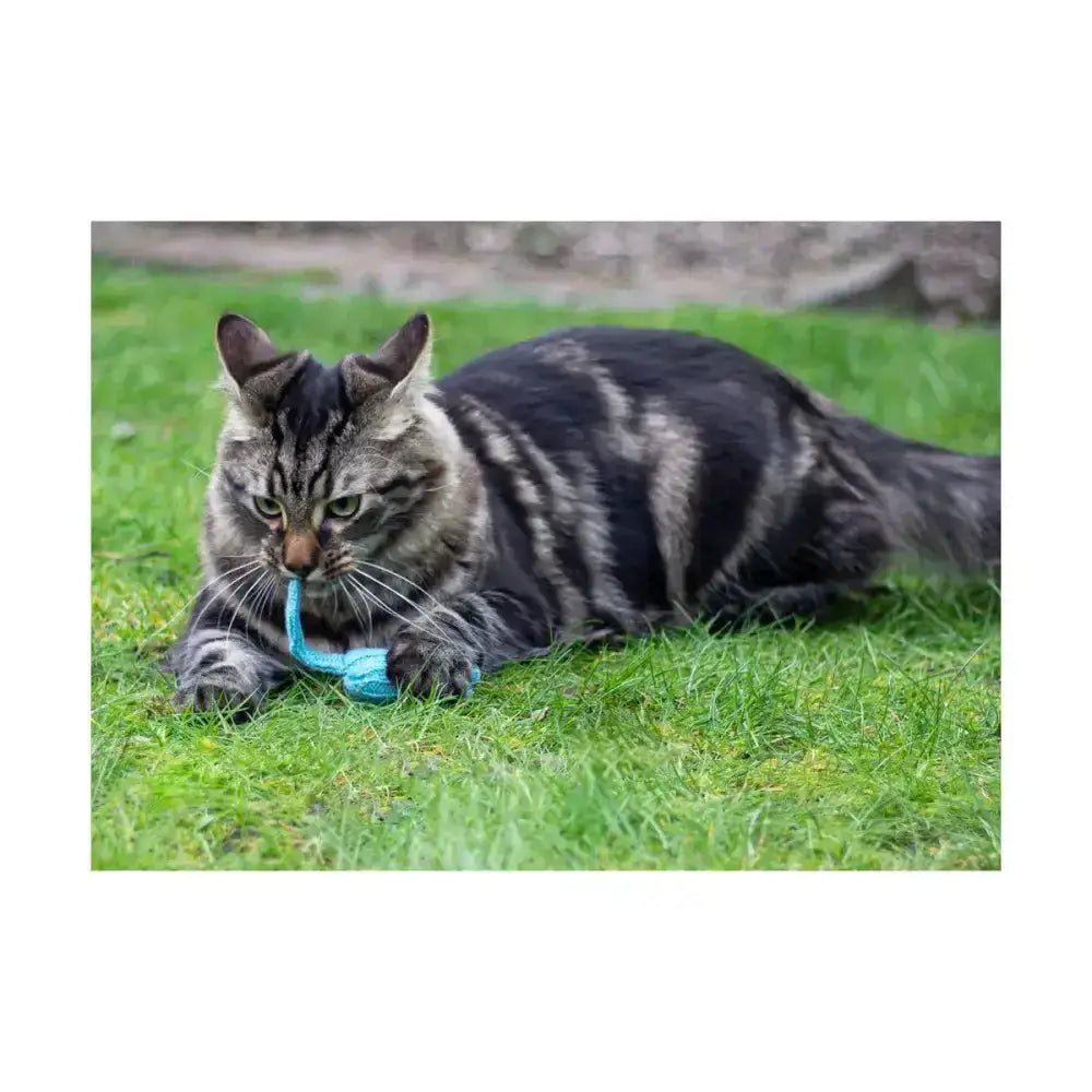 A fluffy tabby cat holding a bright blue battersea tune chaser mice toy with motion activated sounds on green grass