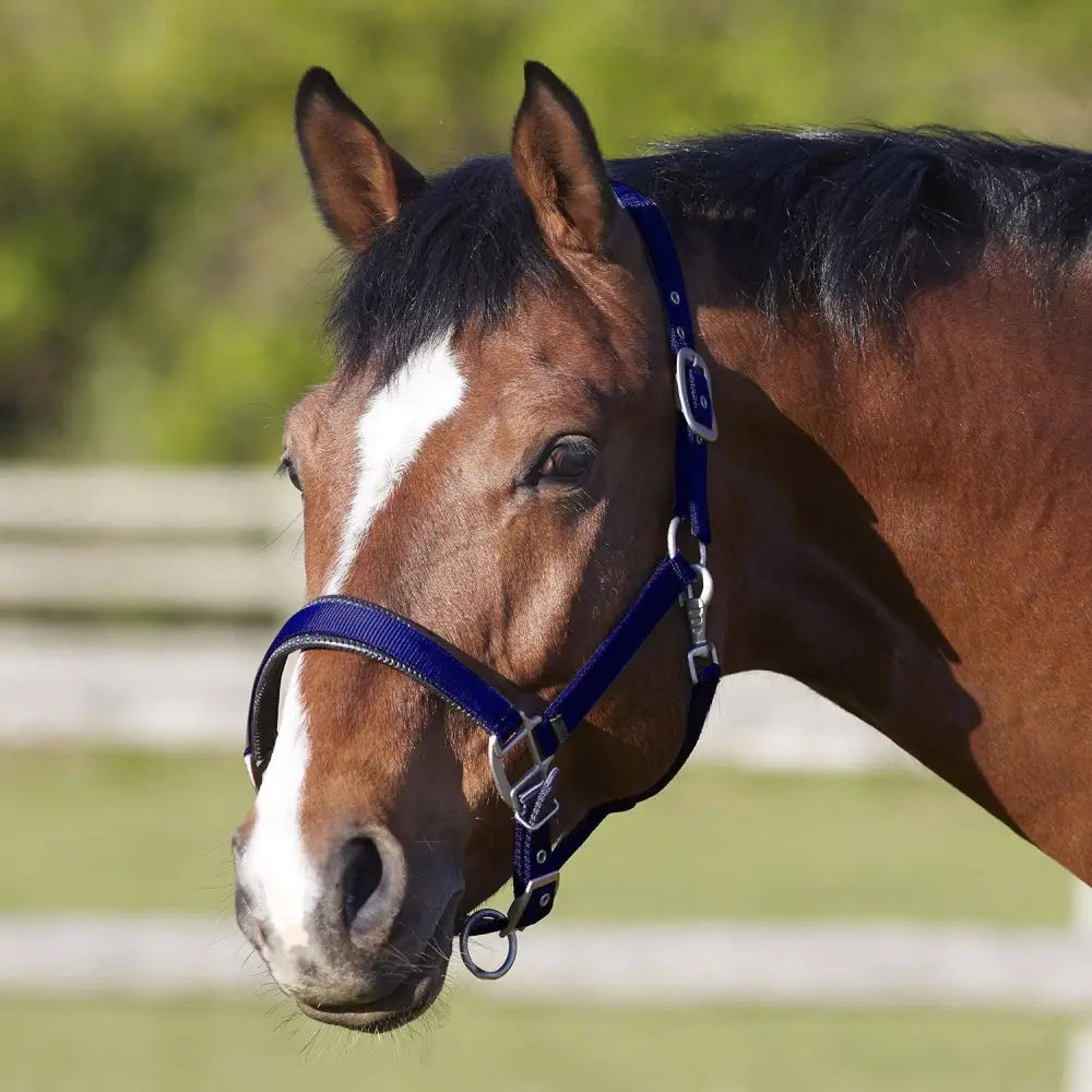 Bitz Deluxe Padded Headcollar Small Pony Black Headcollars Barnstaple Equestrian Supplies