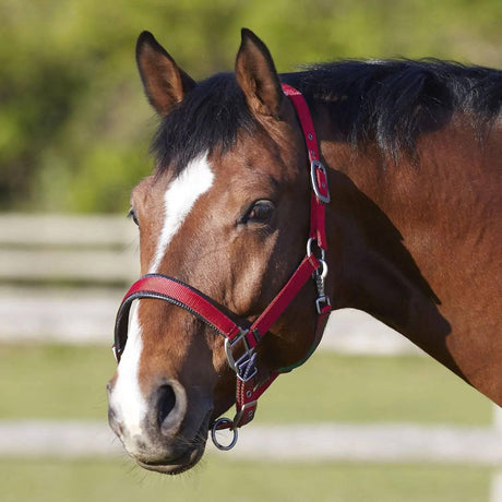 Bitz Deluxe Padded Headcollar Headcollars & Lead Ropes Small Pony Red Barnstaple Equestrian Supplies