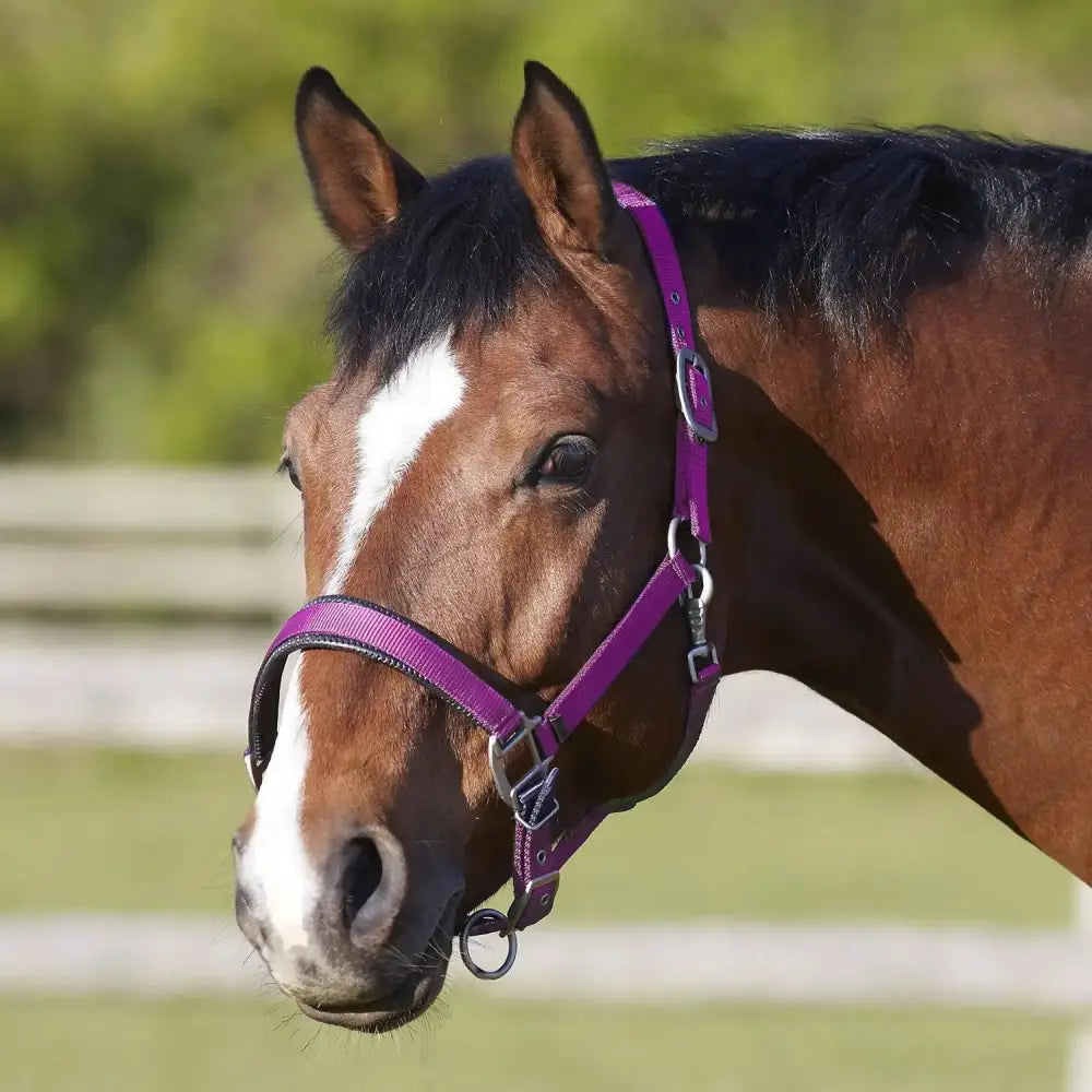 Bitz Deluxe Padded Headcollar Small Pony Pink Headcollars Barnstaple Equestrian Supplies