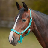 Bitz Economy Headcollar Pony Aqua Headcollars Barnstaple Equestrian Supplies