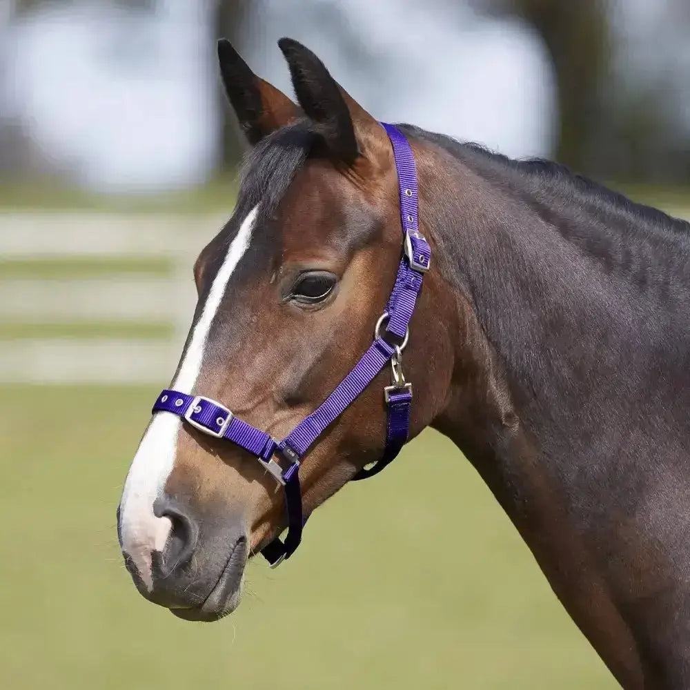 Purple nylon bitz everyday adjustable headcollar with silver hardware made from durable polypropylene material