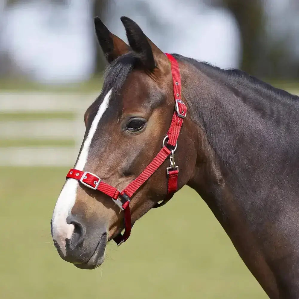 Red nylon bitz everyday adjustable headcollar with silver buckles and rings polypropylene headcollar for horses
