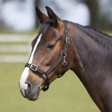 A sleek black leather bitz everyday adjustable headcollar with silver buckles and sturdy polypropylene straps