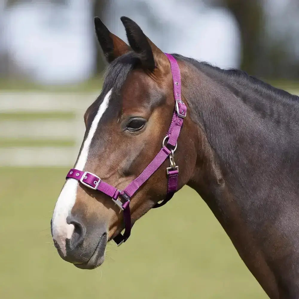 Brown horse wearing a vibrant purple bitz everyday adjustable headcollar made of polypropylene with silver hardware