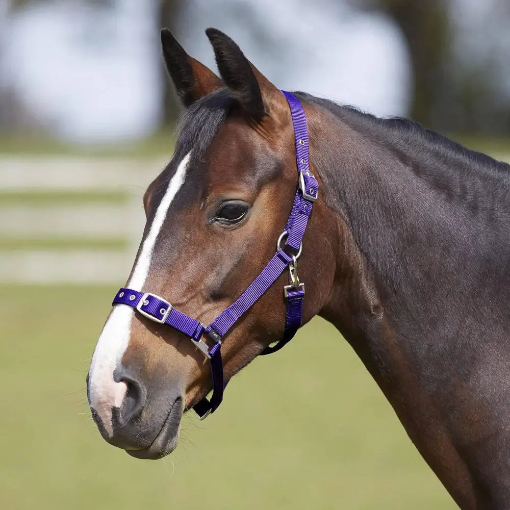 Brown horse wearing a purple bitz everyday adjustable headcollar made of nylon with silver metal hardware