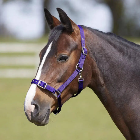 Brown horse wearing a purple bitz everyday adjustable headcollar made of nylon with silver metal hardware