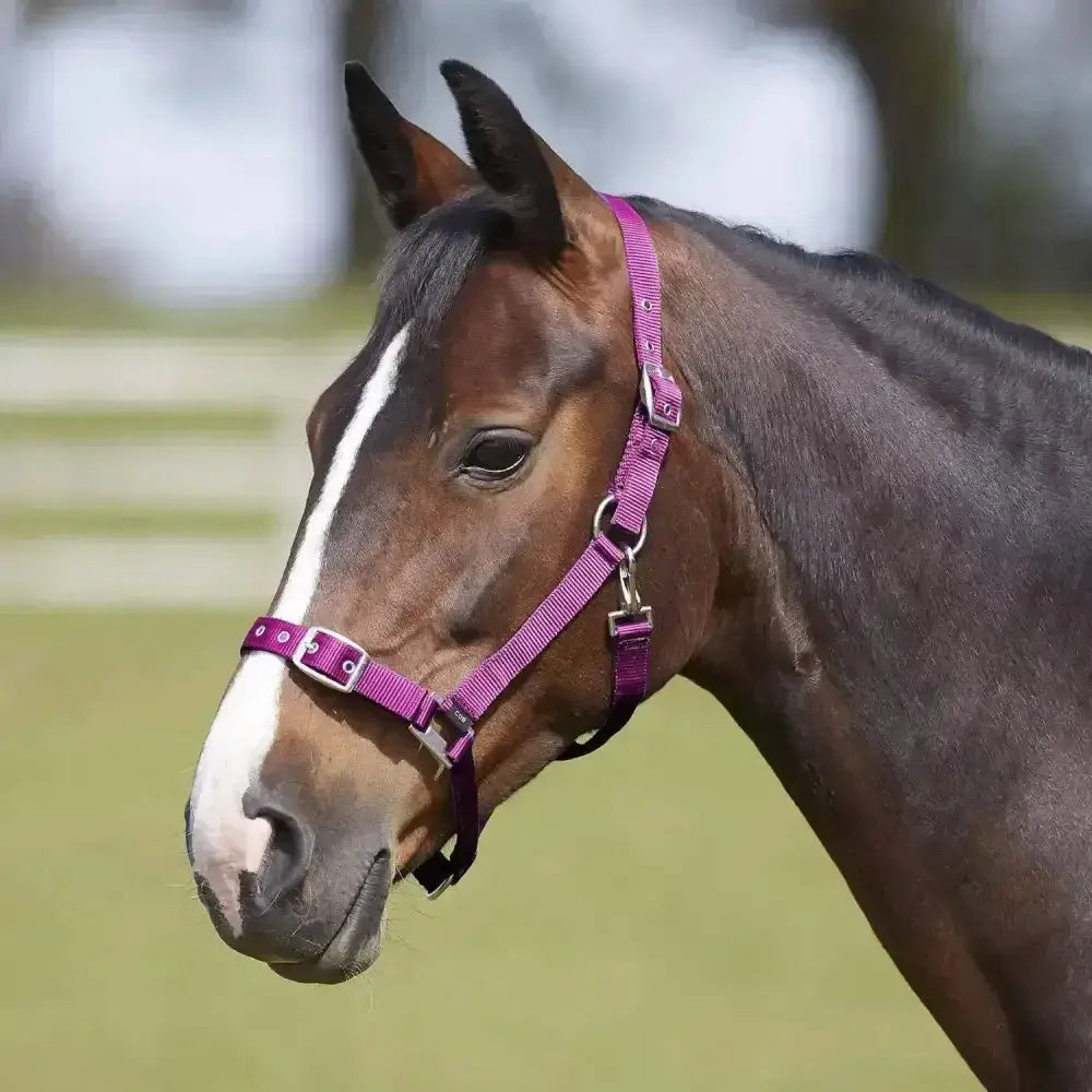 A vibrant purple bitz everyday adjustable headcollar with silver metal hardware made from durable polypropylene