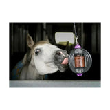 Bizzy ball complete purple and clear plastic hanging horse feeder with glittery brown treat compartment and aromatherapy mint sponges