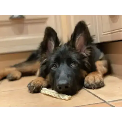 Braided Lamb 100g Dog Treats