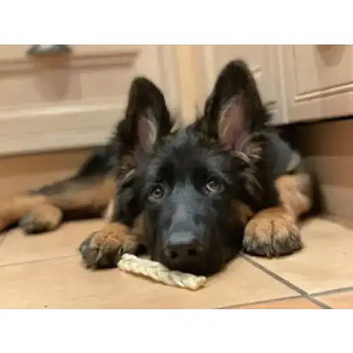 A fluffy black and tan german shepherd puppy lies on tiles holding a light beige braided lamb rope toy with rabbit ears