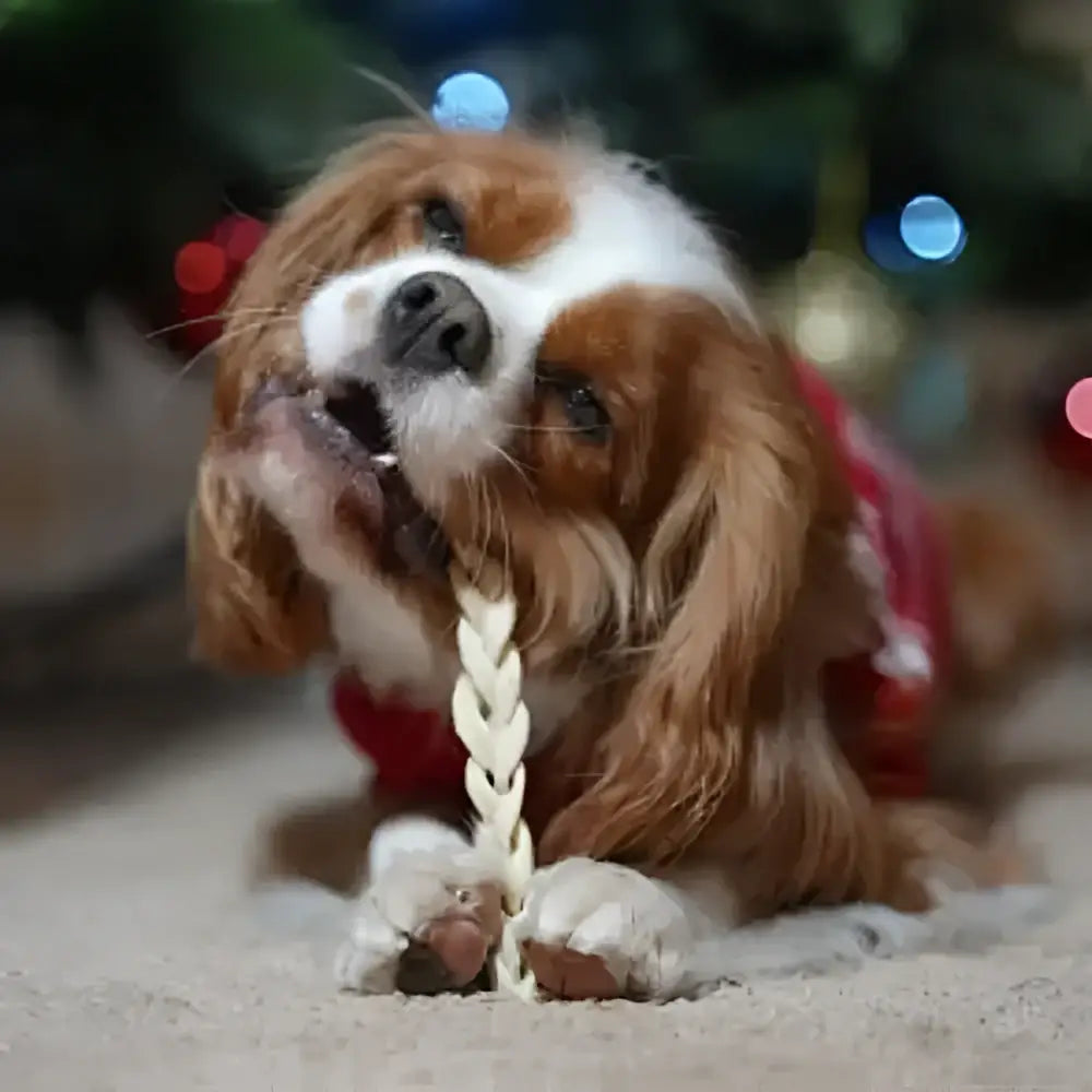 A cavalier king charles spaniel holding a braided lamb dog toy in light beige made with easily digestible material