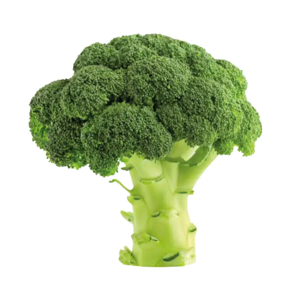 Fresh green broccoli with dense florets and sturdy stalk perfect for healthy meals and equestrian riders using credit card