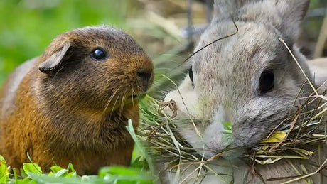 A brown guinea pig with soft, short fur and dark eyes sits beside a gray rabbit munching on hay.