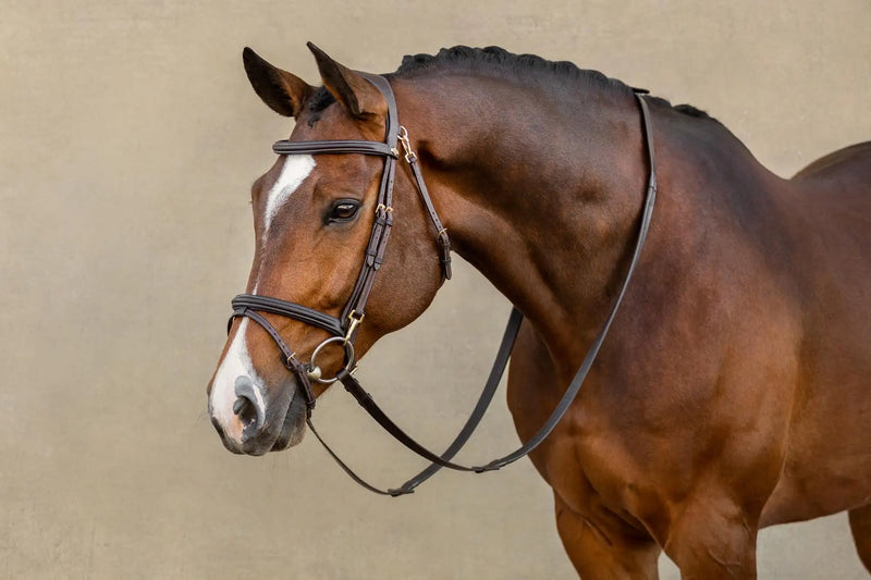 Brown horse wearing a black leather bridle with gold-colored metal fittings.