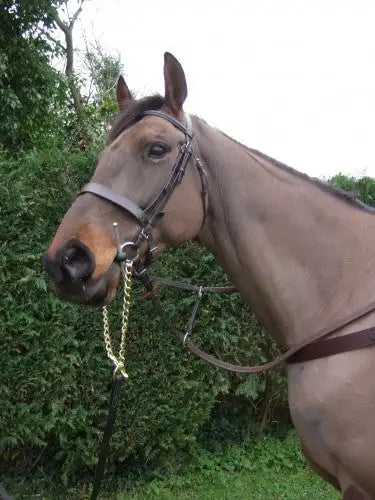 Brown horse wearing a dark brown leather bridle with silver chain details.