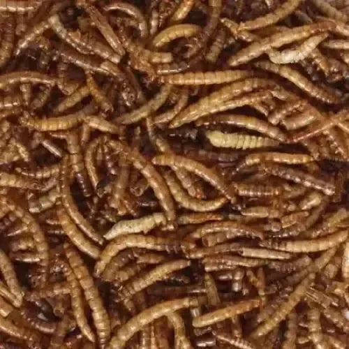 Bulk Mealworms 12.55kg Wild Bird Food
