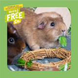 Burgess Excel Guinea Pig Food 1.5kg Guinea Pig Food
