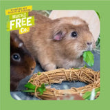 A fluffy brown guinea pig with dark eyes nibbling on a green leaf with burgess excel guinea pig nuggets nearby