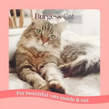 A fluffy tabby cat lounges while enjoying tasty burgess adult burgess supa cat scottish salmon cat food