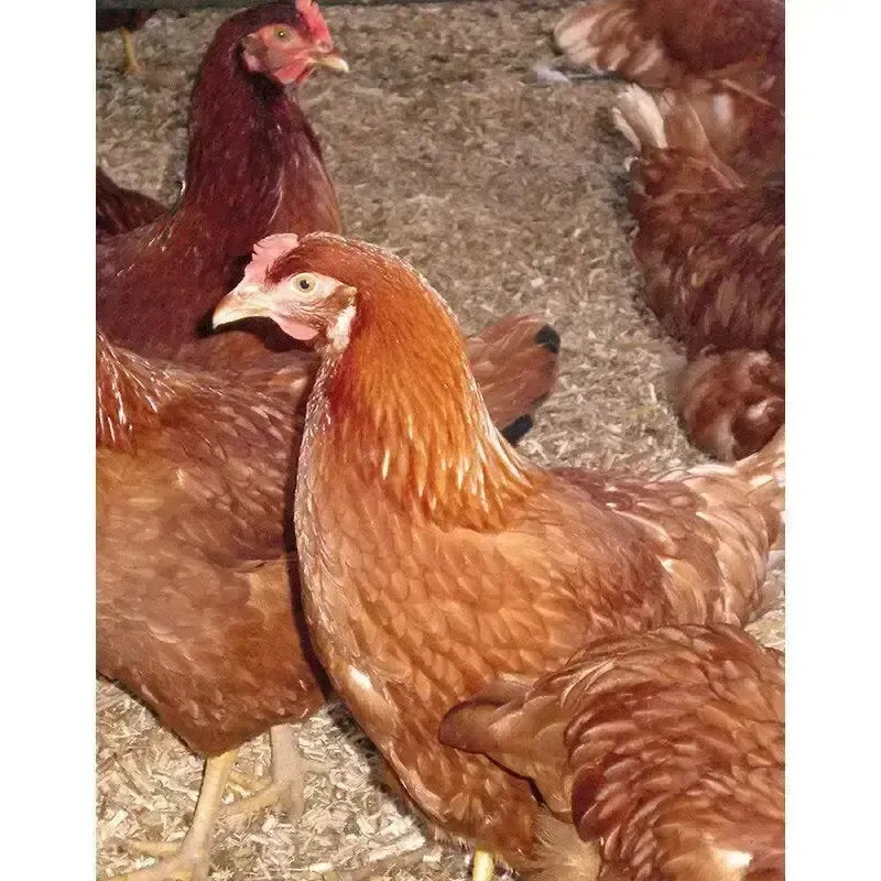 Burlybed Pet & Poultry Bedding Animal Bedding