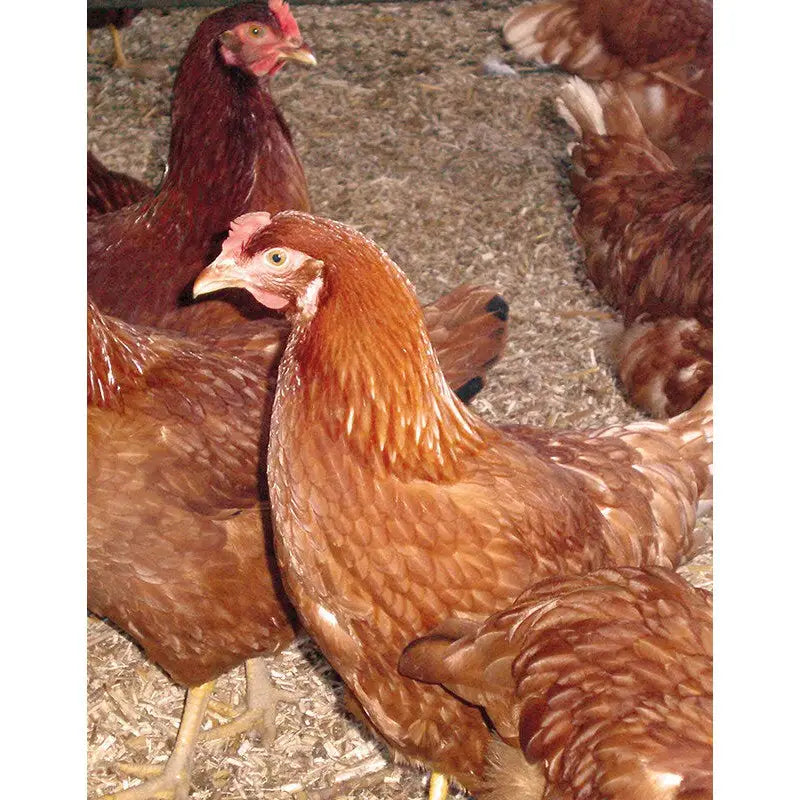 Brown hen with reddish-orange feathers on Burlybed Miscanthus Bedding among other chickens