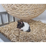 Black and white hamster resting on Burlybed Miscanthus bedding with wood shavings