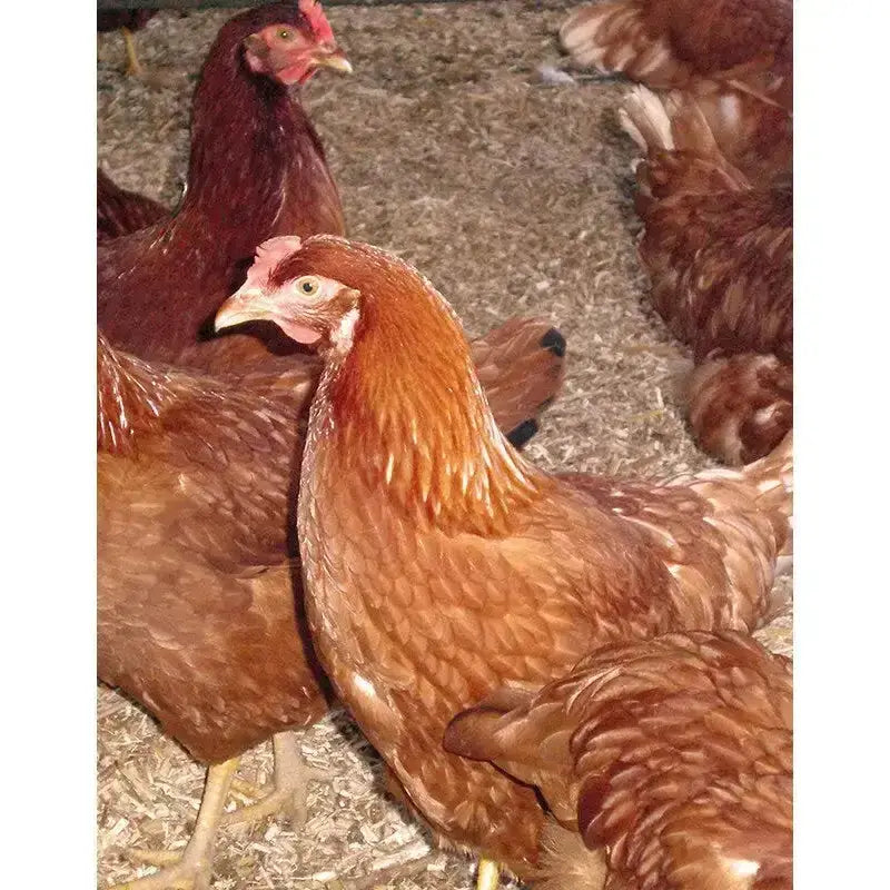 A brown chicken with reddish comb standing on burlybed pet miscanthus bedding straw among other chickens