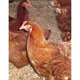 A brown chicken with reddish comb standing on burlybed pet miscanthus bedding straw among other chickens