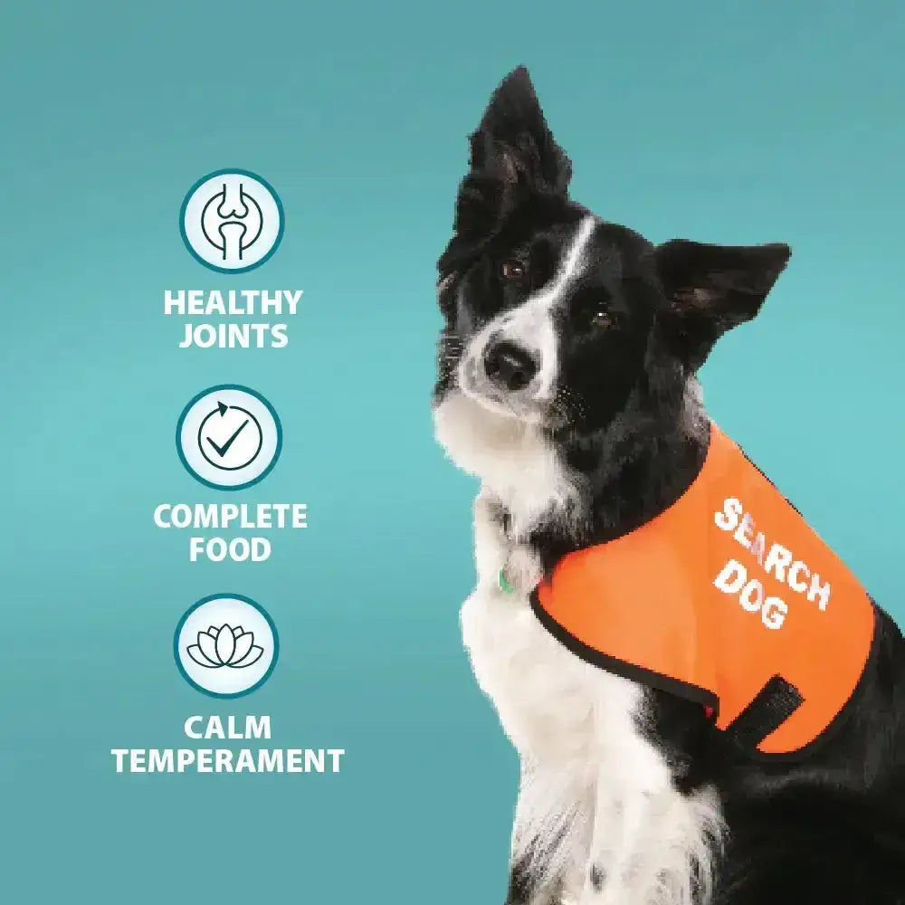 Black and white border collie wearing orange search dog vest promoting burns canine active daily feeding costs and active dog food