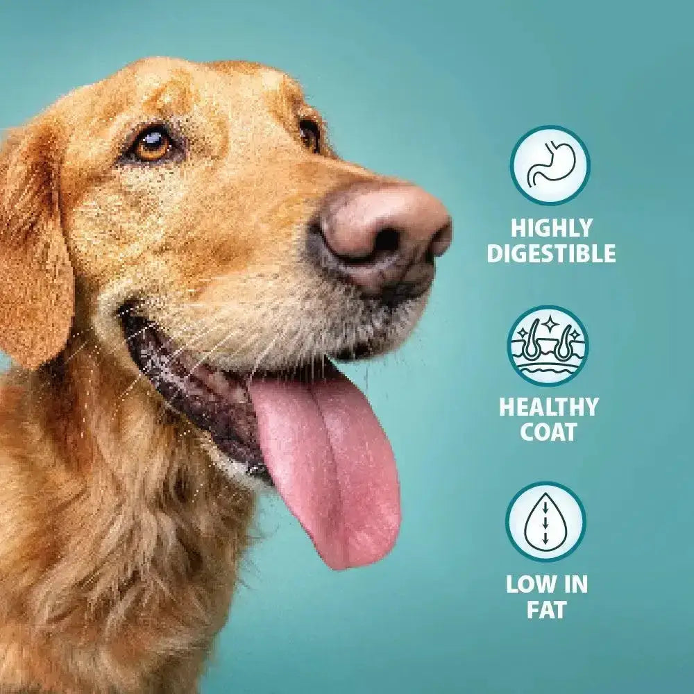 Golden retriever with shiny healthy coat and pink tongue enjoying burns hypoallergenic mixer for sensitive dogs